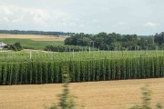 hop field on the drive to Regensbug